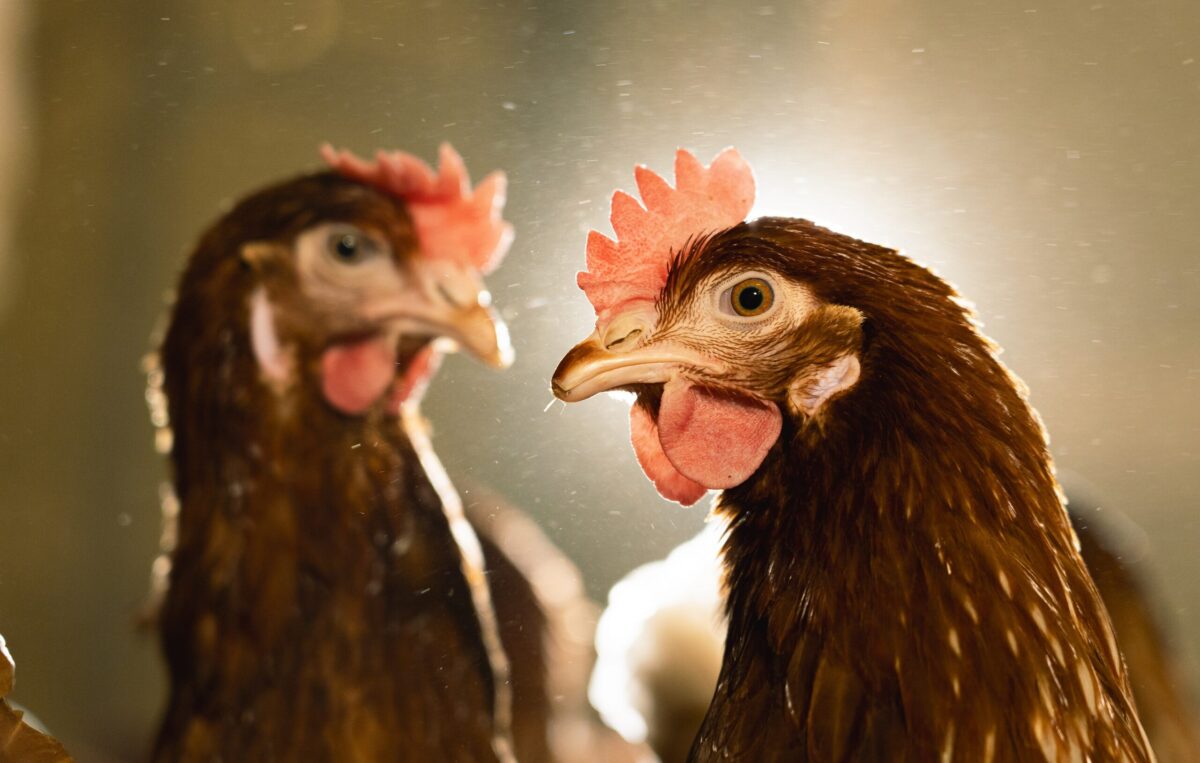 Curiosidades Gallinas el Granjero